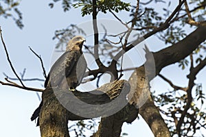 Bird, Pariah Kite - Milvus migrans