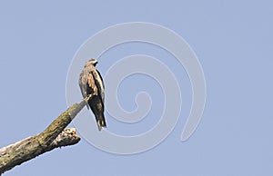 Bird, Pariah Kite - Milvus migrans photo