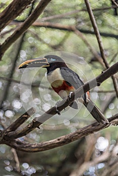 Bird in the Park Cartagena aviary