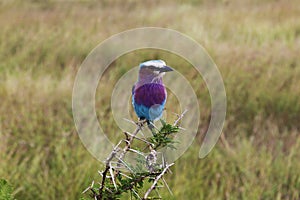 Pájaro en el parque a en,. países. hermoso. viajar 