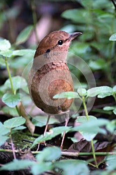 Rusty naped pitta