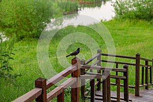 A bird in the park on the railing of a wooden staircase against a background of green grass and a river