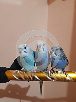 Bird parkit litle bird love bird parakeet birds  cute bird small bird pet bird smart bird crooked beak