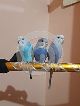 Bird parkit litle bird love bird parakeet birds  cute bird small bird pet bird smart bird crooked beak