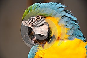 Bird parrot