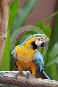 Bird Parrot