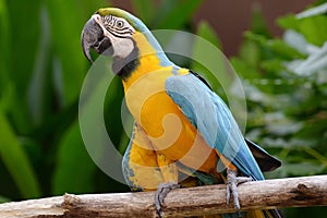 Bird Parrot