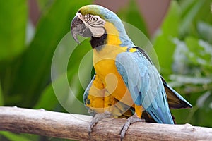 Bird Parrot