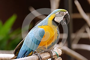 Uccello pappagallo 