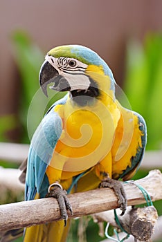 Bird Parrot