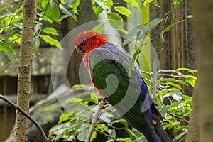 Bird, parrot Eclectus roratus, burung nuri sitting on the pal tree trunk. Beautiful parrot on green tree in nature habitat a