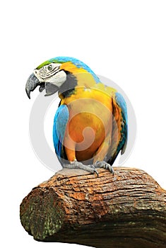 Bird parrot isolated