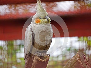 Bird parrot parakeet