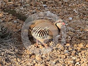 Bird partridge hen Alectoris chukar