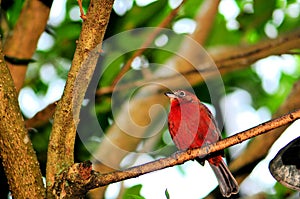 Bird, Passerine in aviary