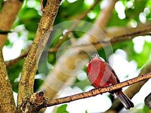Bird, Passerine perched on branch