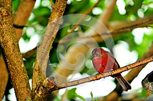 Bird, Passerine perched on branch in aviary