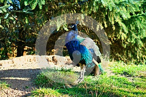 Bird peacock strutting across a green meadow. Elegant bird in magnificent colors