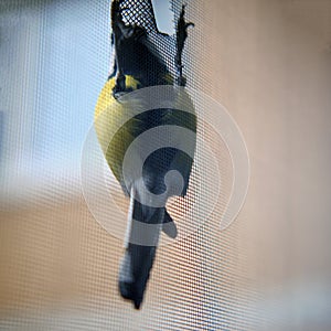 Bird pecked a hole in the window grid, close-up