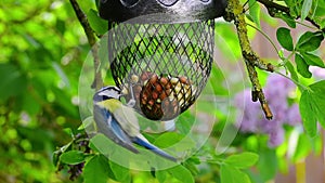 Bird pecking food from peanut bird feeder in spring