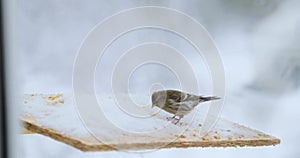 Bird pecks seeds in the bird feeder in winter