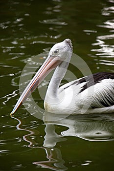 Bird: A Pelican