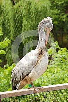 Bird pelican cleaning feathers on railing