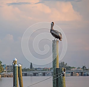 Bird Pelican