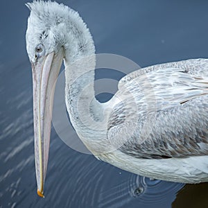 bird pelican head, texture, photo