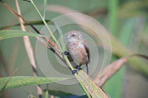 Bird Penduline Tit on the reeds