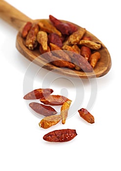 Bird Pepper, capsicum frutescens against White Background