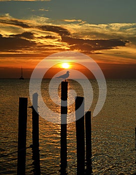 Bird on perch at Sunset