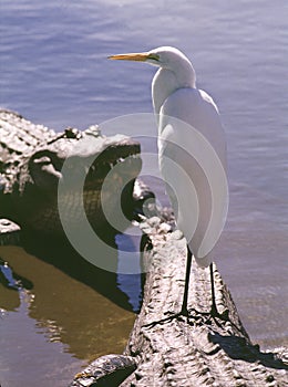 Bird perched on alligator