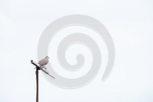 A bird perched on the antenna