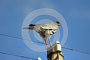 Bird perched atop pole photo