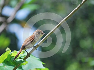 Bird perched on a branch