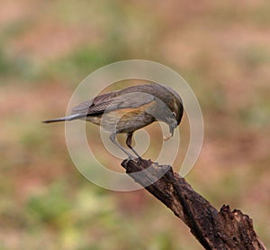 Bird Perched on a Branch Eating a Small Bug