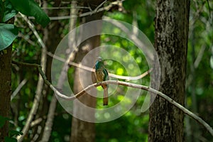 A bird perched on a branch inside the forest