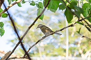 A bird perched on a branch.