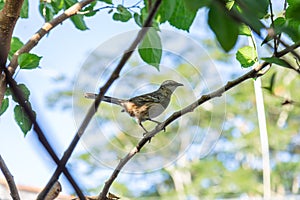 A bird perched on a branch.
