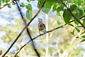 A bird perched on a branch.