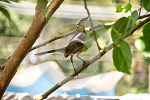 A bird perched on a branch.