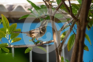 A bird perched on a branch.