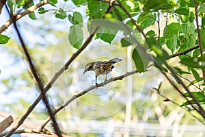 A bird perched on a branch.