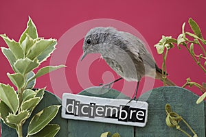 Bird perched on a December decorated fence photo