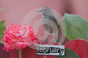 Bird perched on a February decorated fence