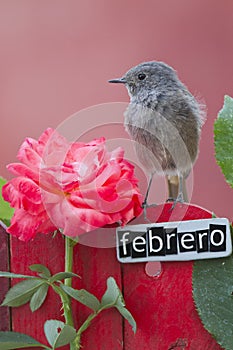 Bird perched on a February decorated fence