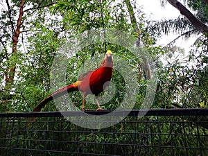 Bird perched on a fence by trees and bushes in Sydney, Australia, Featherdale Sydney Wildlife Park