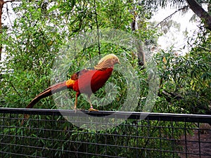 Bird perched on a fence by trees and bushes in Sydney, Australia, Featherdale Sydney Wildlife Park