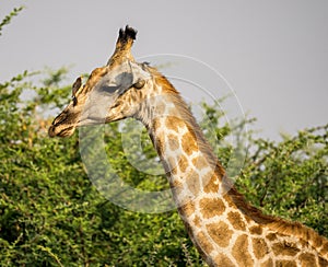 Bird is perched on the head of a giraffe in the African wilderness of Botswana